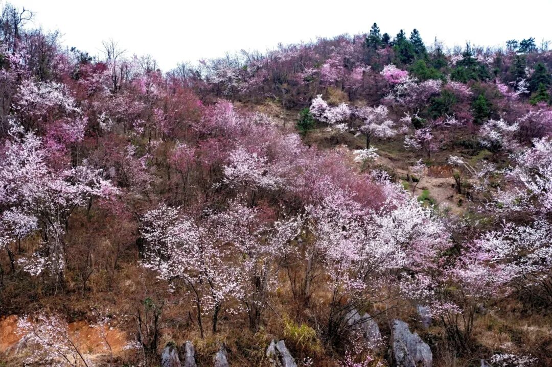漫山芳树竞春荣，粉白绯霞映野晴。杨克勤 摄.jpg