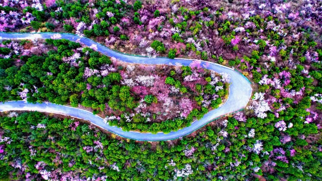 崇阳樱花-弯道航拍-栾方 摄.jpg