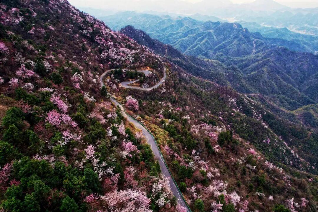 崇阳樱花-漫山遍野航拍-栾方 摄.jpg