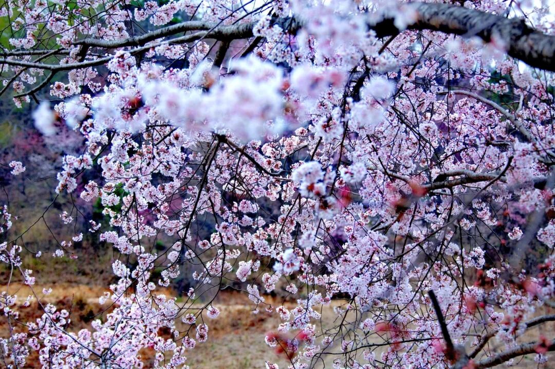 繁英缀树绽春韶，粉蕊摇风意韵娇。龙银娇 摄.jpg