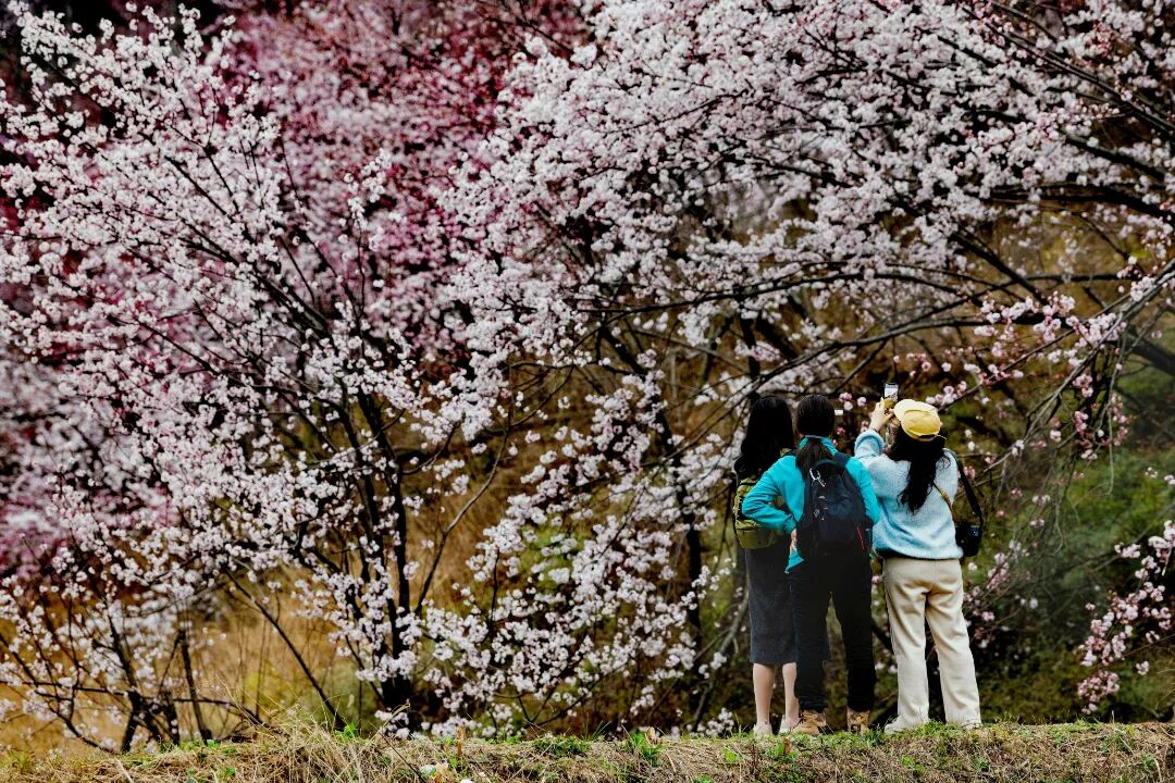 三女崇阳樱花-陈希昌 摄.jpg