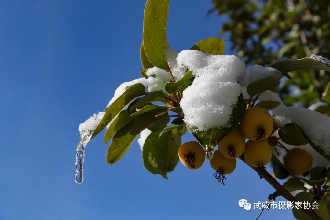 《枇杷枝头待雪化》&nbsp;甘为全摄