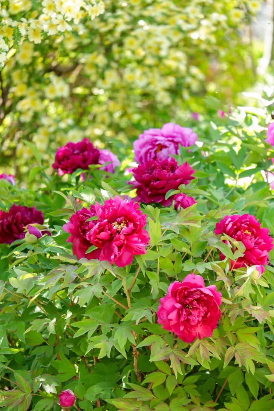 走,去天津河滨公园看牡丹