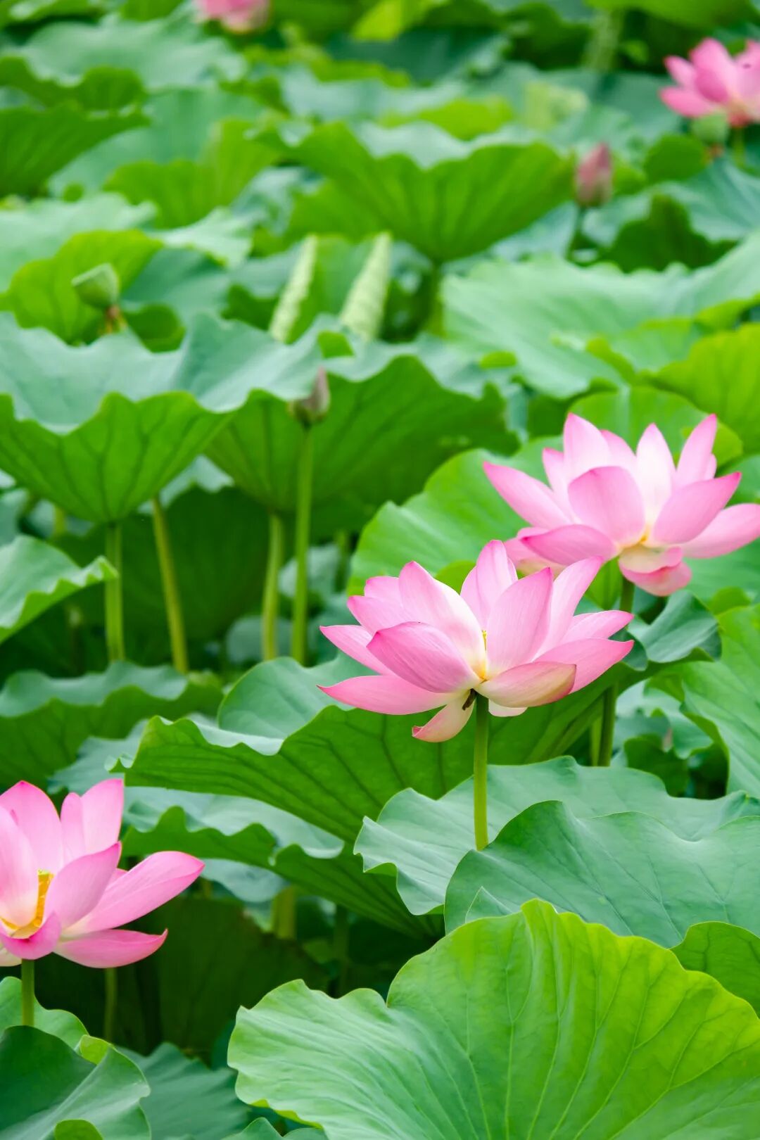 走,去圆明园看荷花