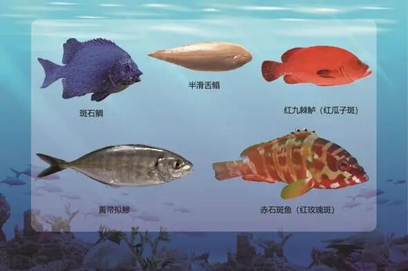 公司在国内首次突破半滑舌鳎、斑石鲷、黄带拟鰺等多个名优海水鱼人工繁育技术