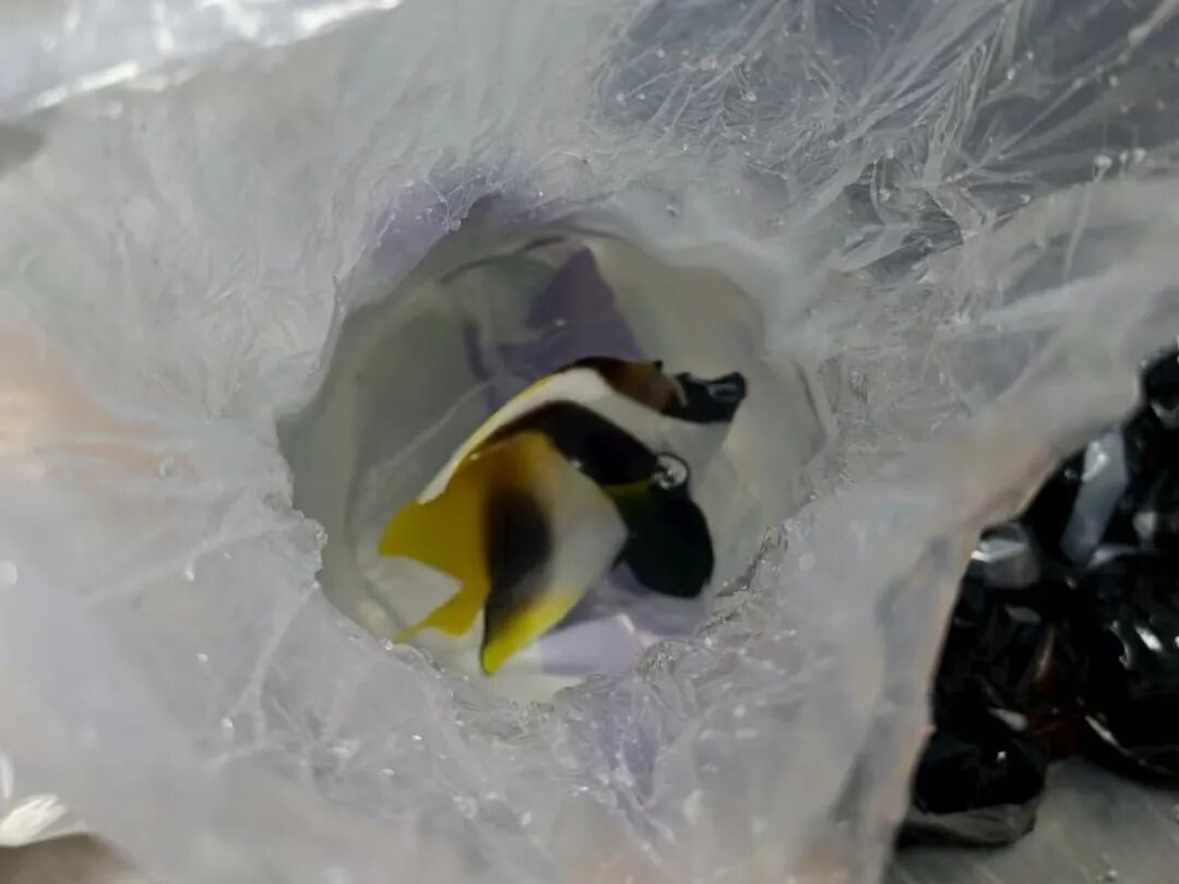 图源：“海关发布”微信公众号