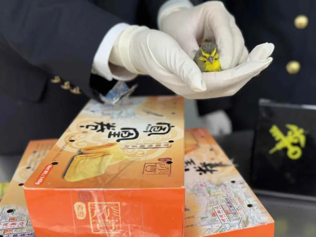 春運首日，預計全社會跨區(qū)域人員流動量達17239萬人次