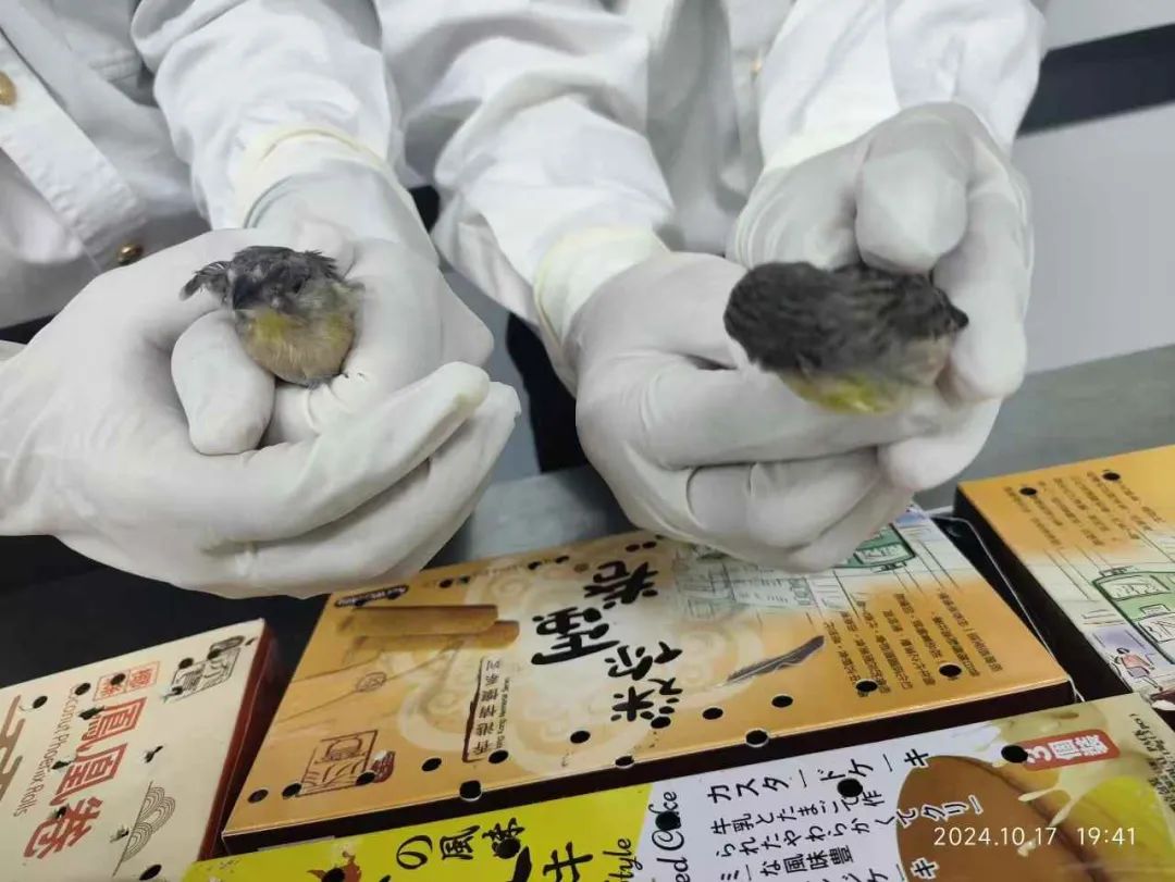 一旅客攜帶60只鳥進(jìn)境，被深圳海關(guān)查獲