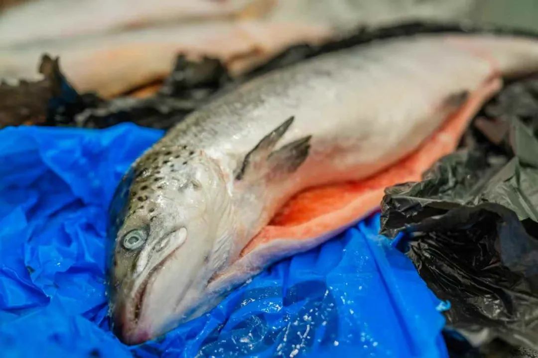 廣東機器人“七劍”出鞘：科技鍛骨 文心雕龍