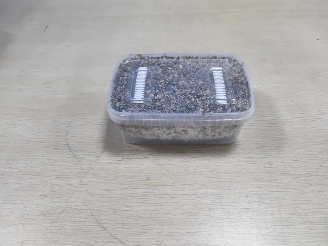 深圳海關(guān)查獲致幻蘑菇747.5克，檢出毒品成分！