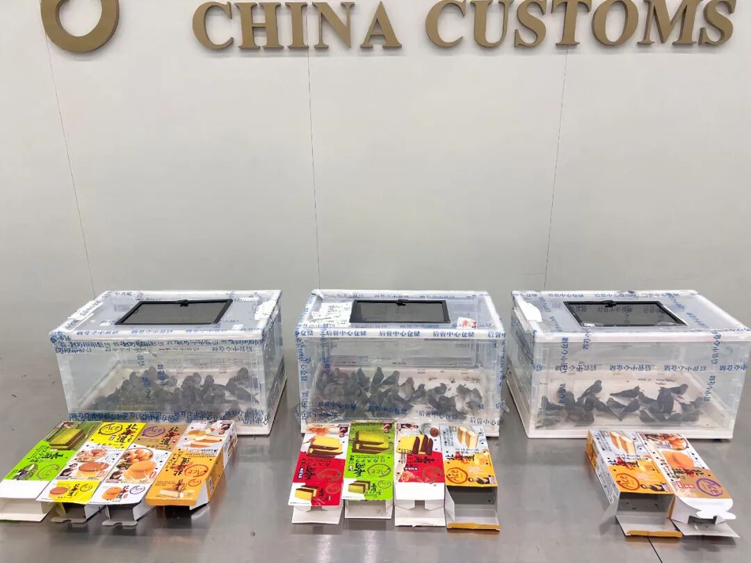  图源：“海关发布”微信公众号