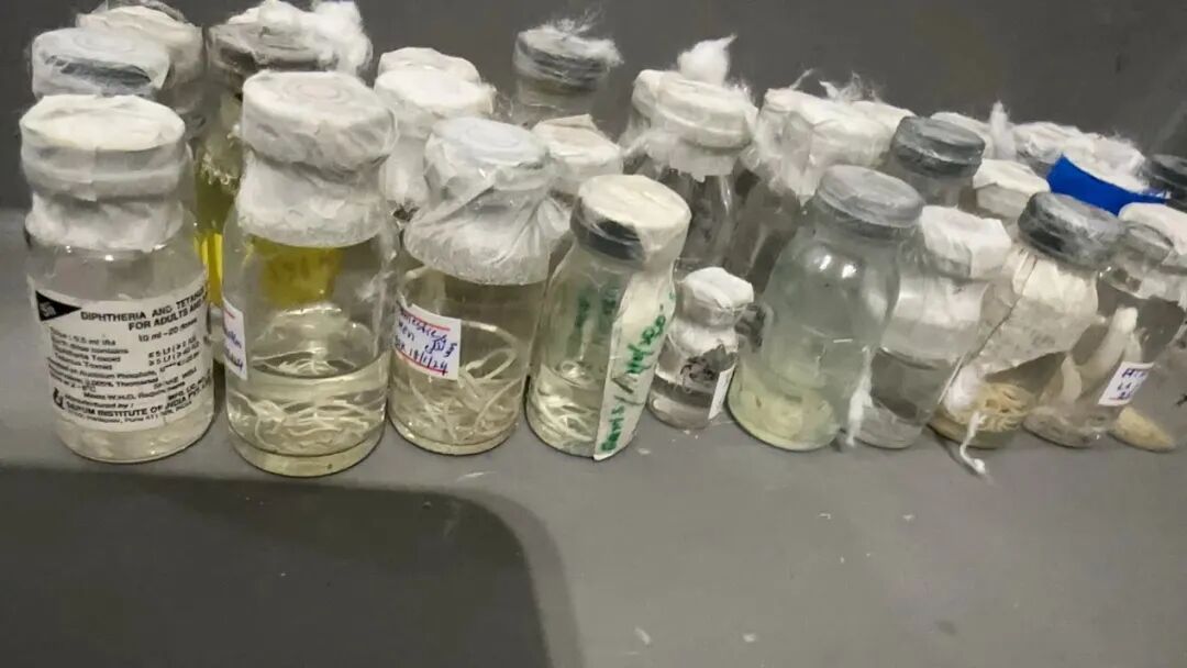 北京大兴海关查获57瓶寄生虫，旅客称用于实验