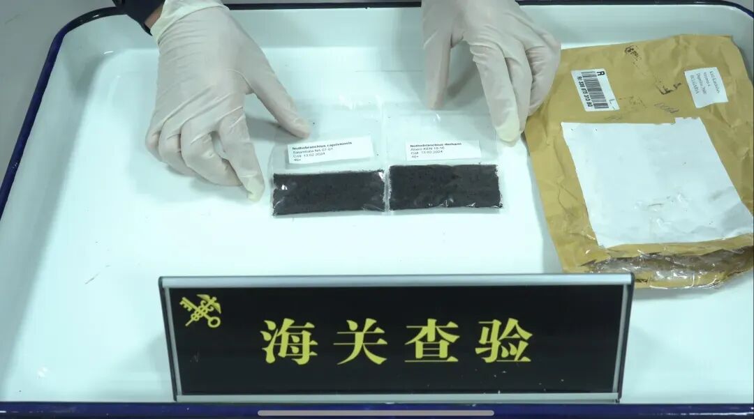 海关查获外来物种 暂无中文名称
