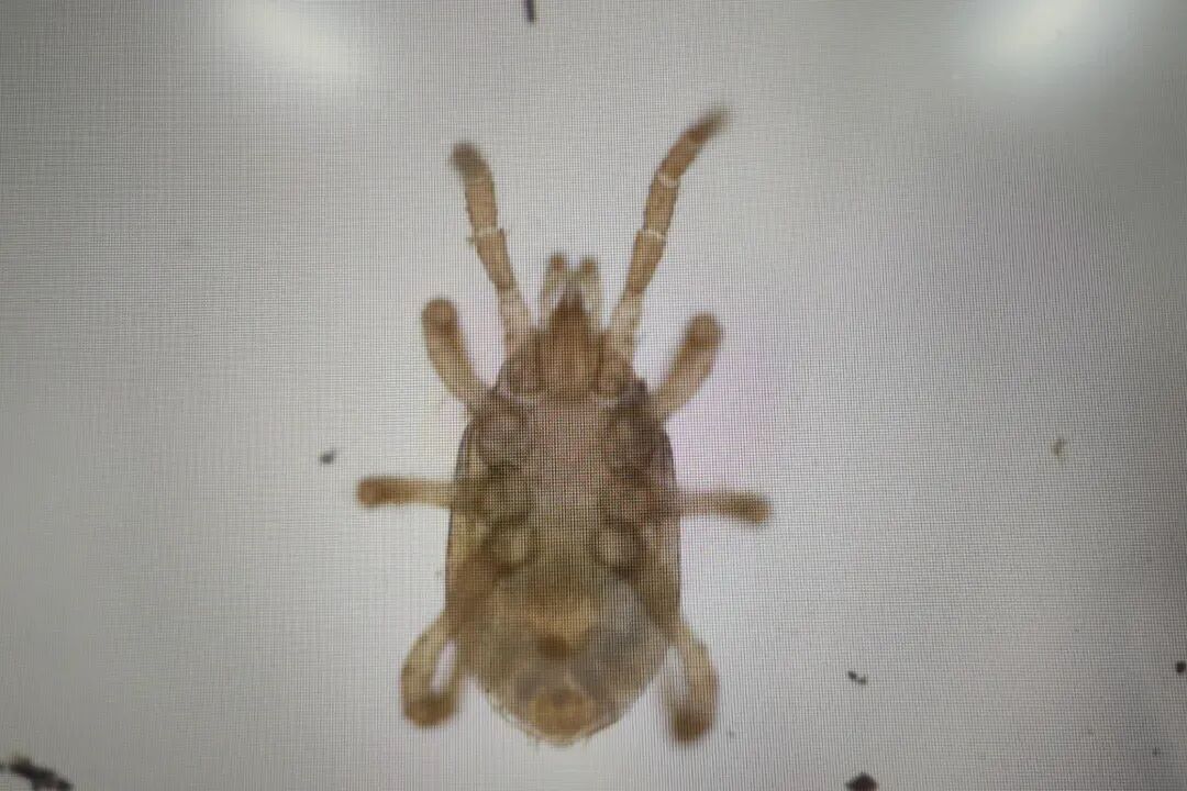 海关查获外来物种 暂无中文名称