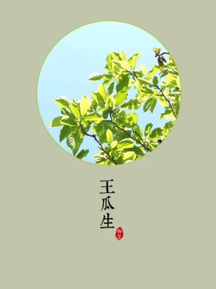 栀子花为啥不吉利_栀子花的寓意和风水_栀子花是吉利花吗