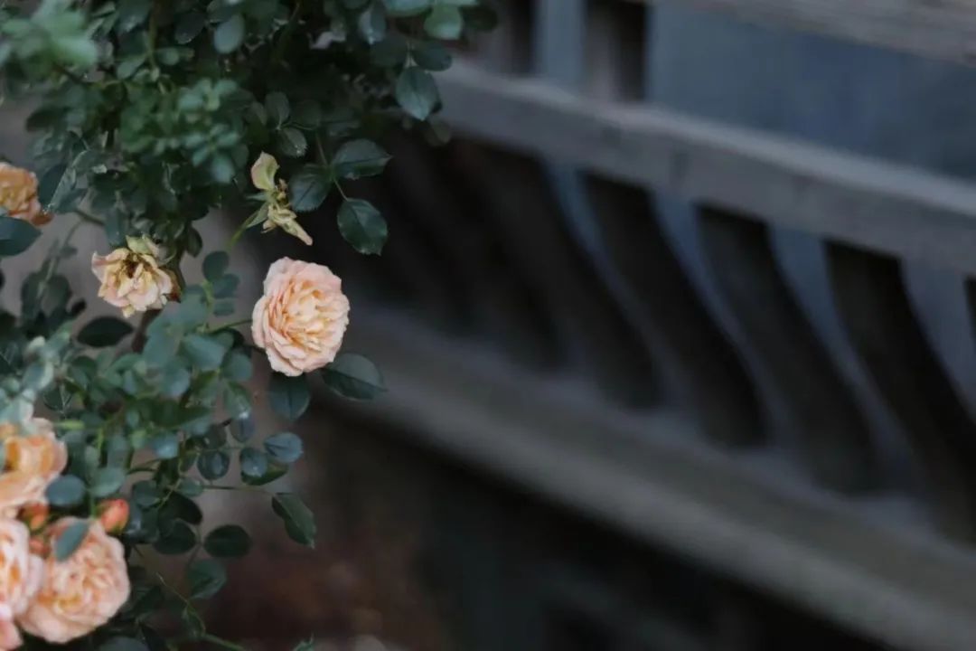 栀子花为啥不吉利_栀子花的寓意和风水_栀子花是吉利花吗