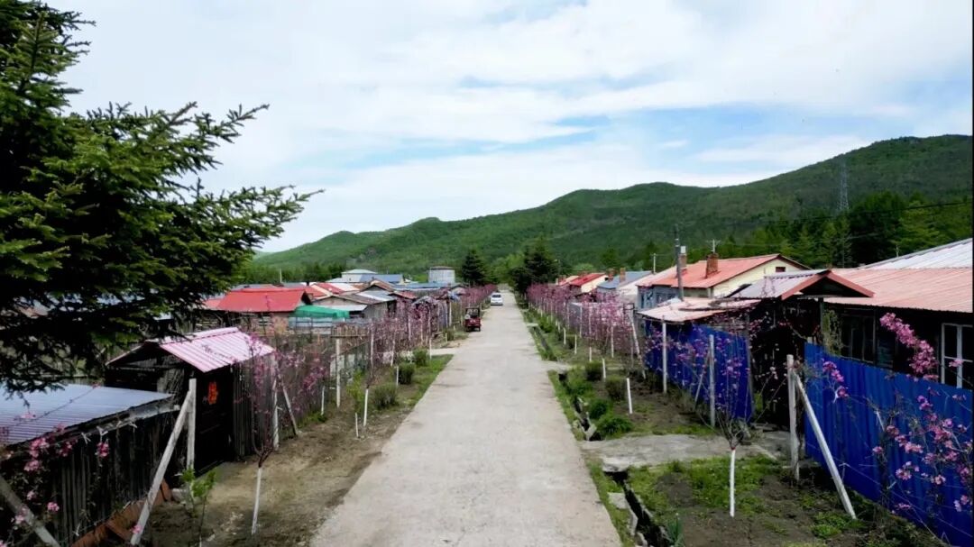 在柳河林场,新栽植的600余株果树迎风摇曳,枝头上朵朵白花绽放.