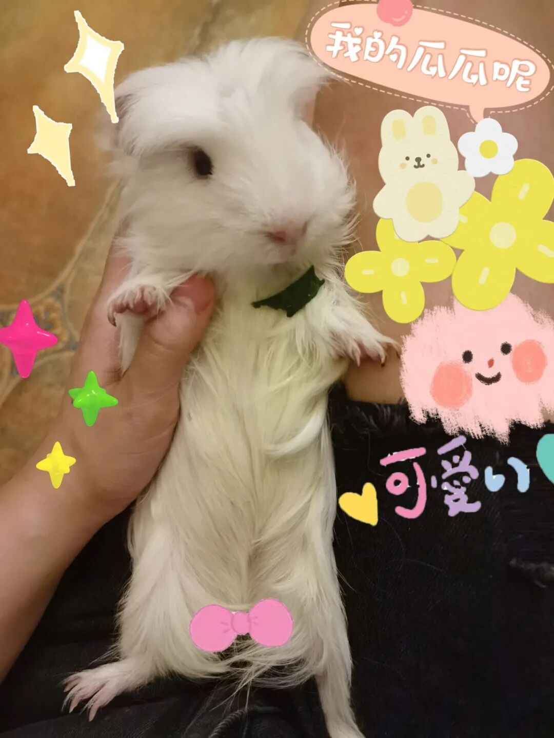 荷兰猪为什么在是盆里撒尿？ 如何解决
