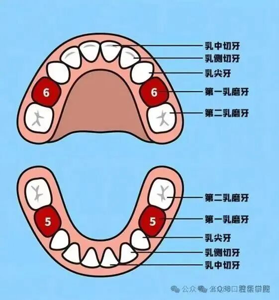 原来乳牙换牙的顺序是这样-5.jpg