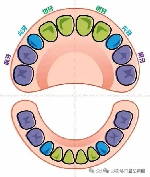原来乳牙换牙的顺序是这样-1.jpg