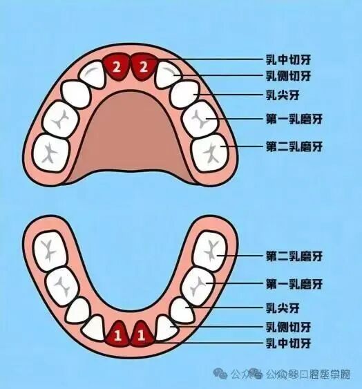 原来乳牙换牙的顺序是这样-3.jpg