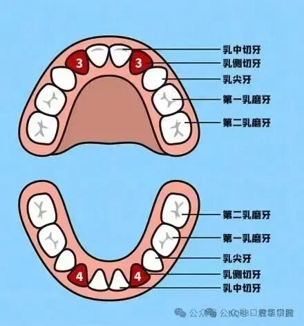 原来乳牙换牙的顺序是这样-4.jpg