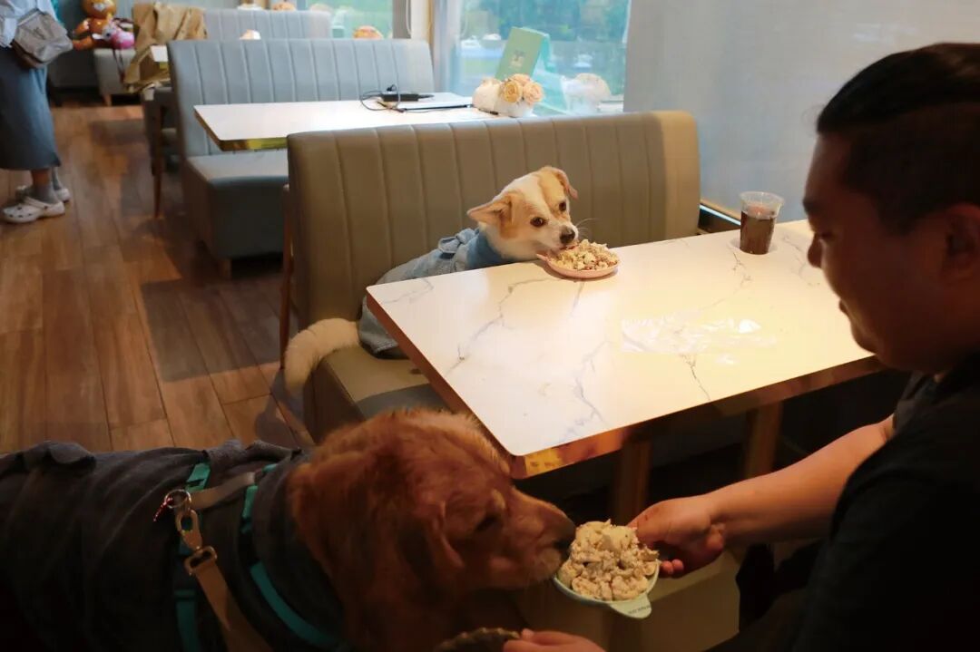 “奶瓶儿” （上） 游完泳，在宠物餐厅享用加餐。三年多前，“奶瓶儿”被现在的主人从路上捡回了家
