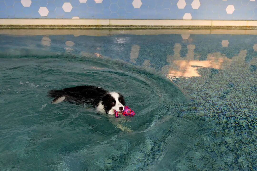 “九万”在幼儿园上游泳课