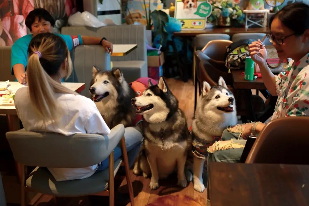 3只哈士奇在餐厅等候