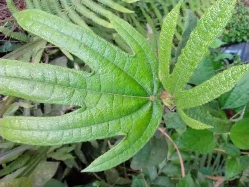 健脾补肺行气利湿还有浓浓椰香味的药材来煲汤