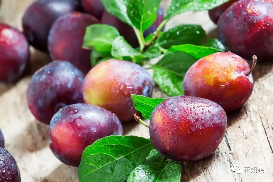 吃猪肺人有什么好处和坏处_猪肺吃了对人体有害吗_吃猪肺对人有害吗