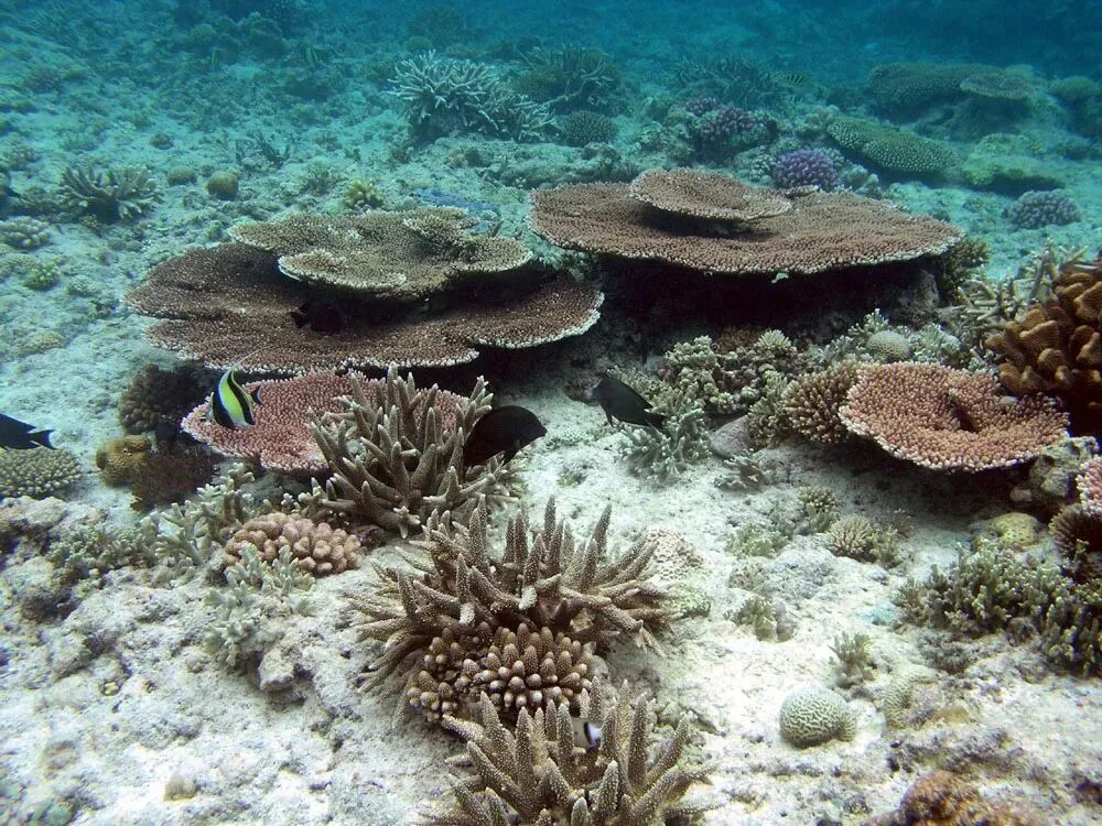 造礁珊瑚物种面临灭绝风险，气候变化引发海洋升温是主因