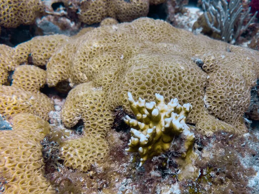 造礁珊瑚物种面临灭绝风险，气候变化引发海洋升温是主因