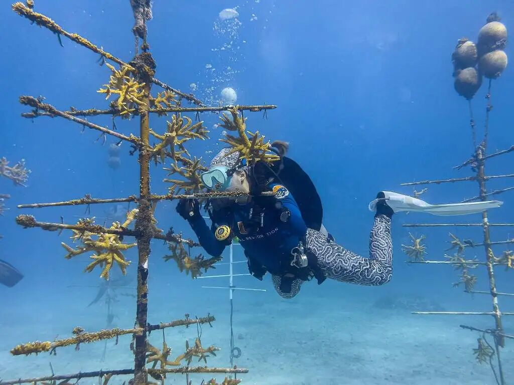 造礁珊瑚物种面临灭绝风险，气候变化引发海洋升温是主因