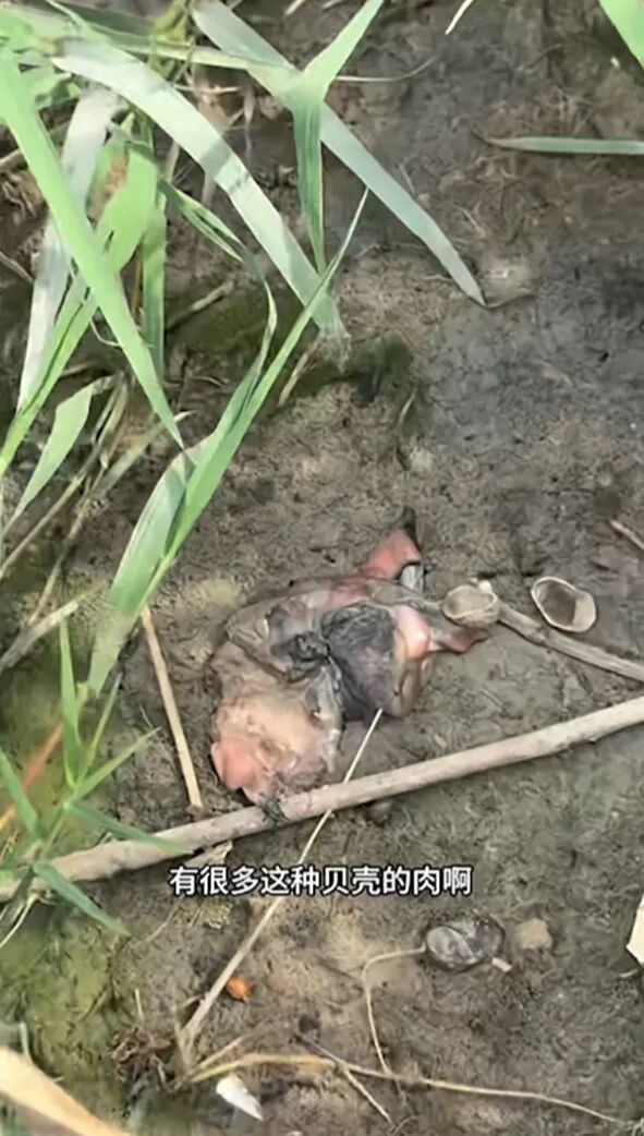 “鱼猎齐哥”视频截图