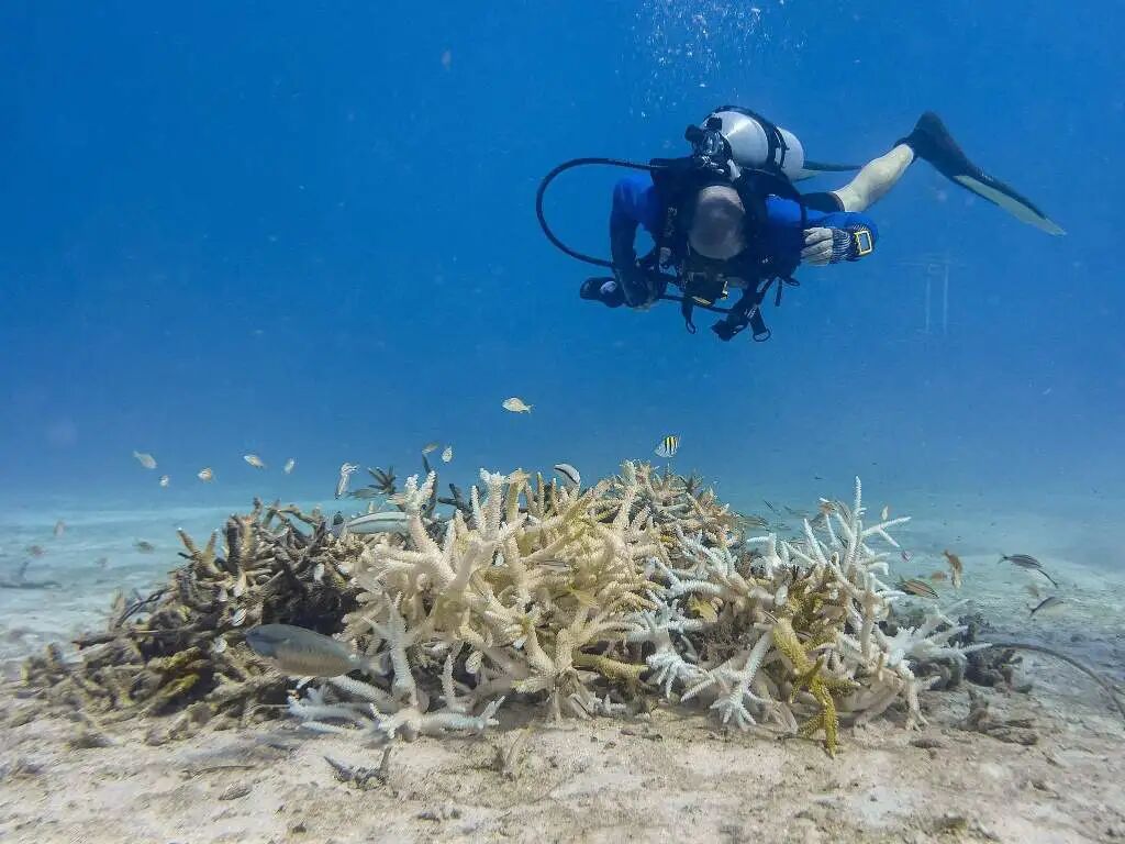 造礁珊瑚物种面临灭绝风险，气候变化引发海洋升温是主因
