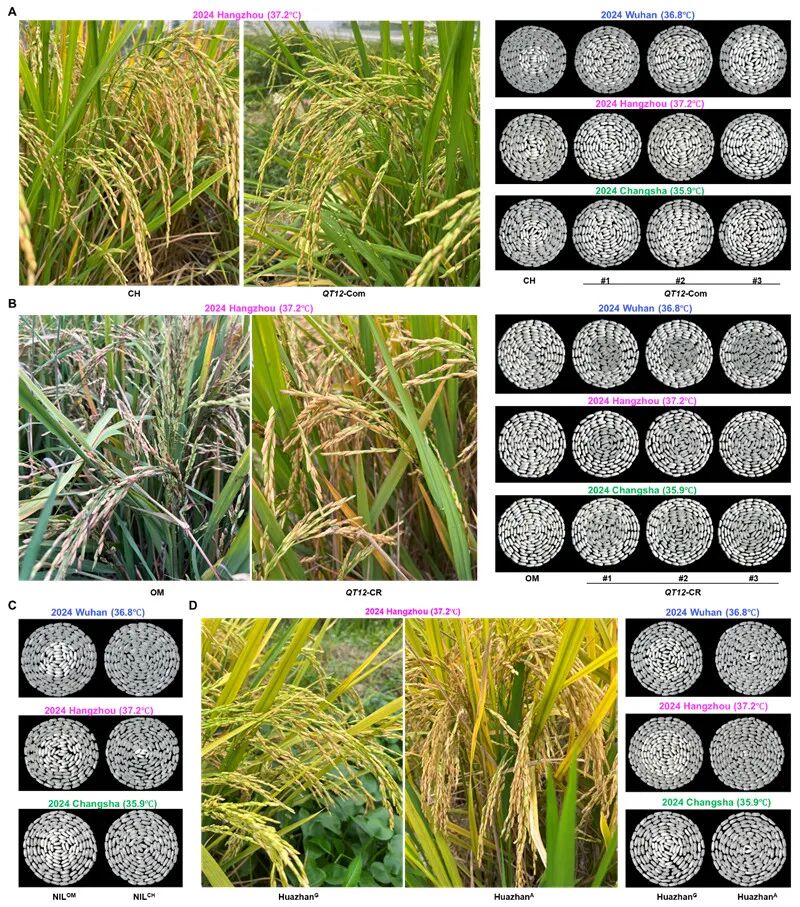 低表达QT12协同提高籽粒品质和产量耐热性。受访者供图