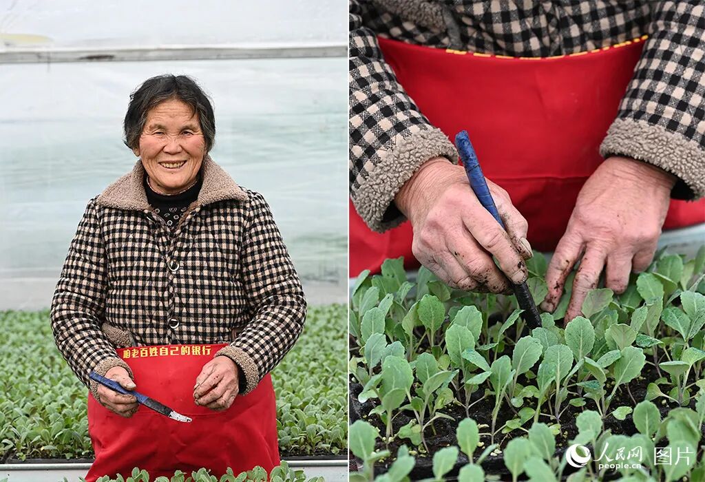 候小专正在给嫩绿的花菜种苗精心间苗。人民网记者 王玉兴摄