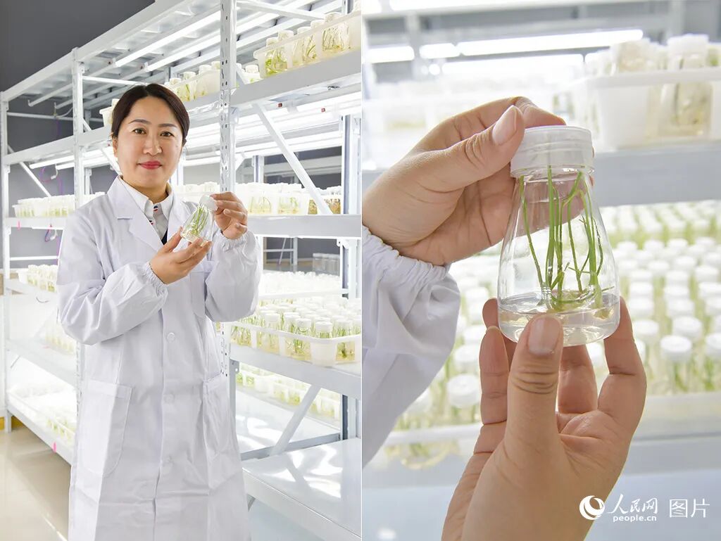 邢国芳在山西农业大学后稷实验室观察作物培苗长势。人民网记者 焦搏文摄