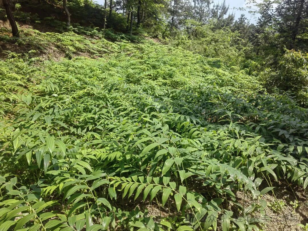 2种前景不错中药材
