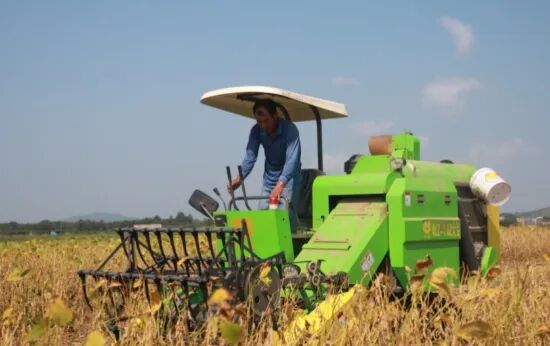 新田县石羊镇大豆种植大户正在用机械收割大豆。受访单位供图