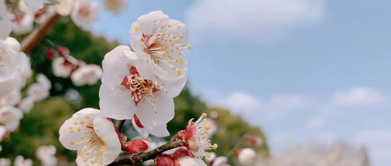 春日读词