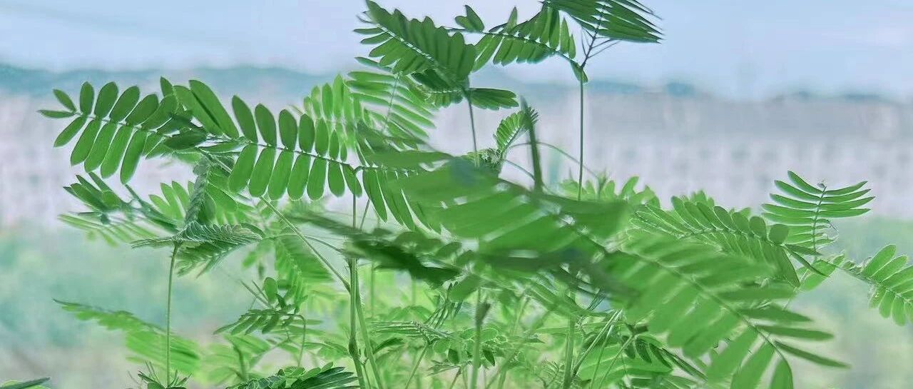含羞草是怎么知道时间的