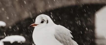 11月，这样写读书小结