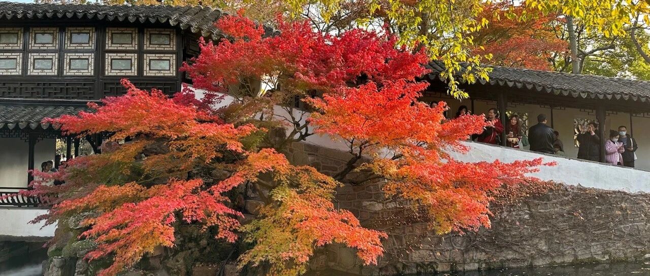 枫叶红时