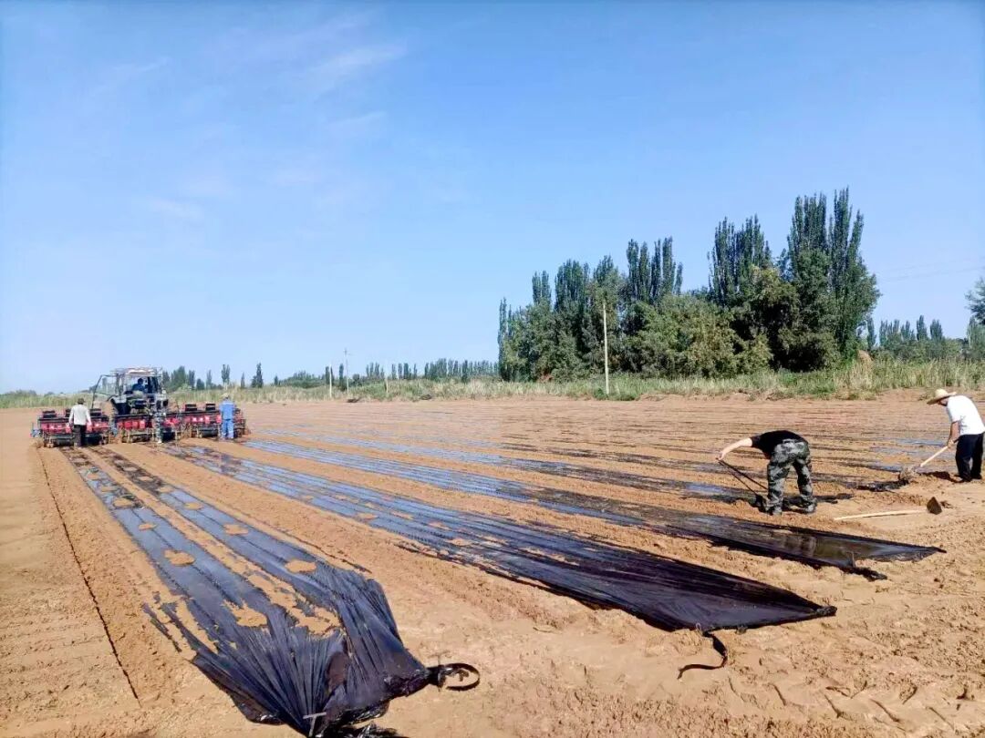 十团党委深入田间地头指导农业生产 团镇“三夏”工作有序收尾