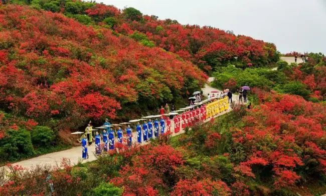（阳明山国家森林公园杜鹃花海）