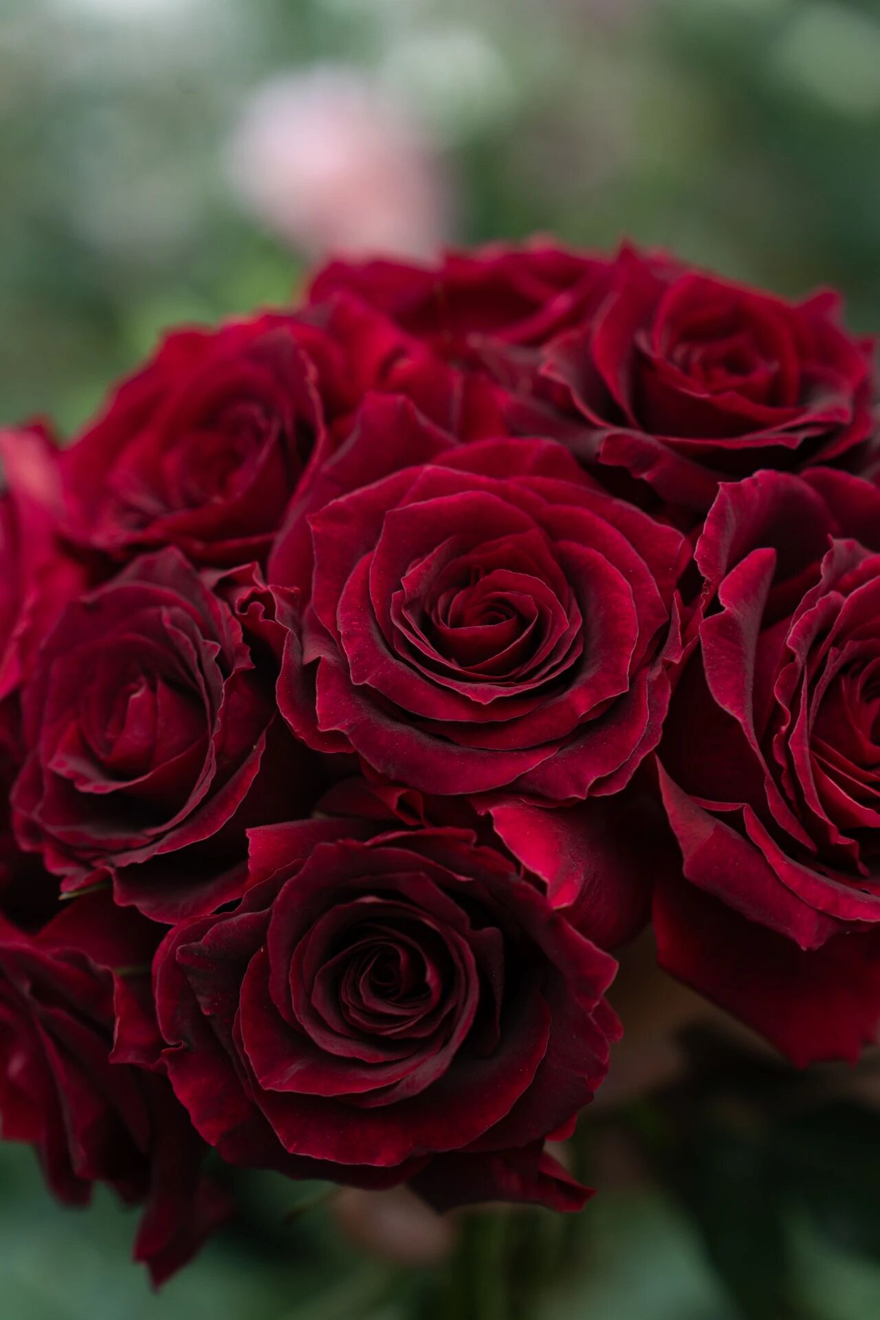 玫瑰还是月季？千万不要搞错啦！（文末有抽奖哦）