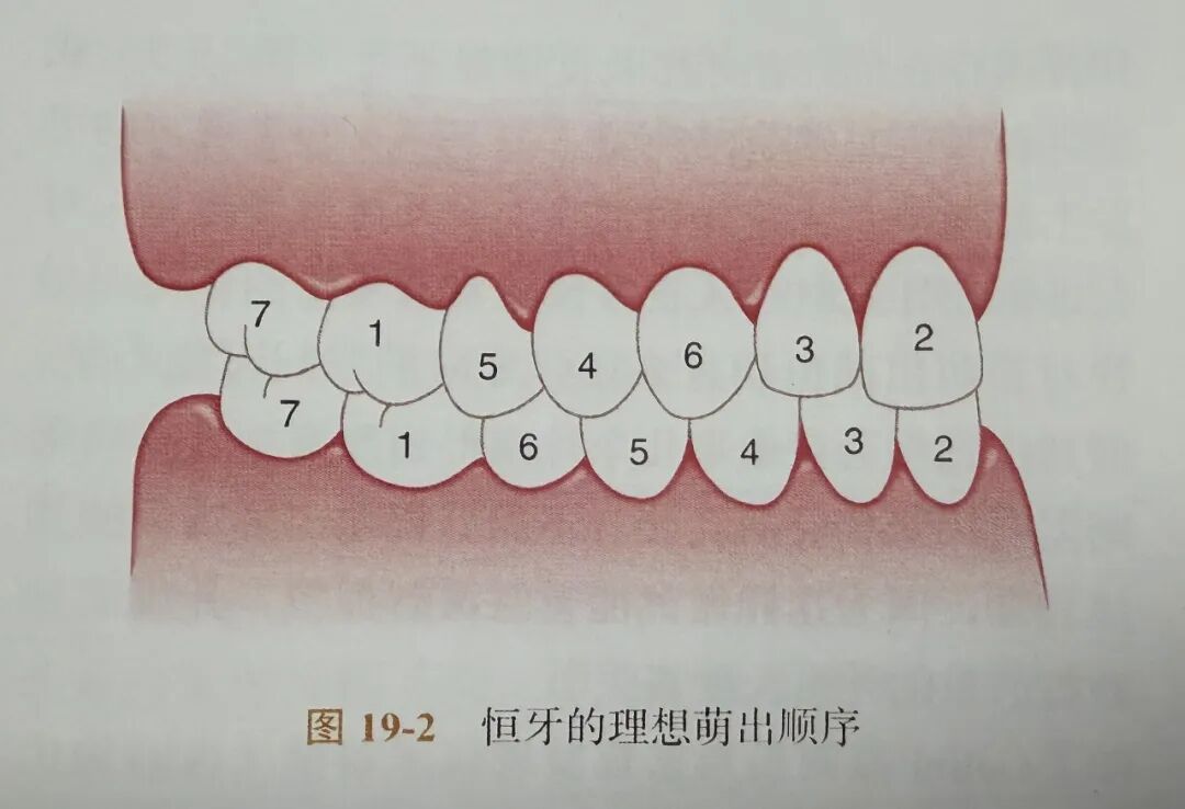 曲面断层片怎么看换牙与身高有关吗？关于孩子换牙的所有疑问一篇说清_https://www.jmylbn.com_新闻资讯_第11张