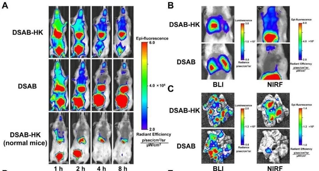 脑体互作研究—神经药效评价实验外包平台